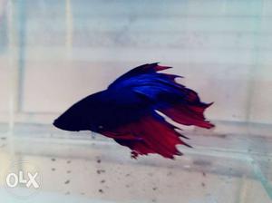 Blue And Red Fish Decor