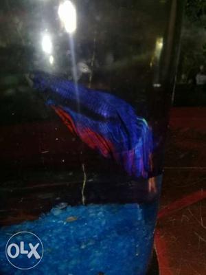 Blue And Red betta Fish