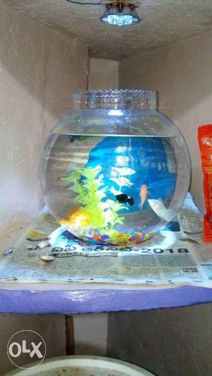 Blue And White Fish Tank