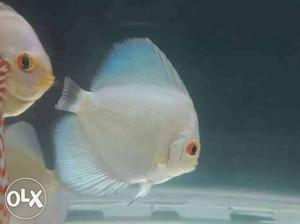 Blue Angel Discus fish size 3" approx for sell