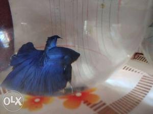 Blue & Red full moon imported beta fish with bowl for sale.
