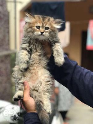 Brown And Black Tabby Cat