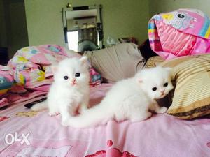 CASH ON DELIVERY so cute persian kitten for sale in all