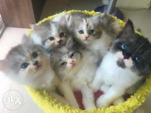 CASH ON DELIVERY so cute pure persian kitten cod avalible