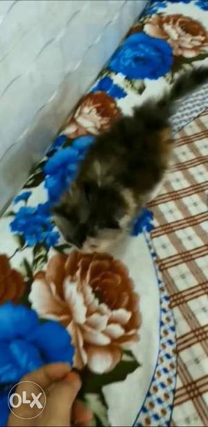 Calico kitten good quality healthy and active