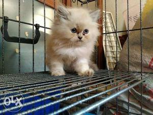 Cash on delivery best price Persian kitten for