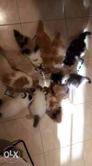 Cash on delivery one kitten price