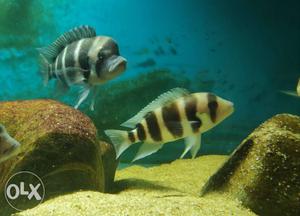Colony of 8 Frontosa Cichlid for sale, includes 2