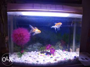 Complete working aquarium with all fishes