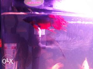 Crown tail betta for sale.. available with its