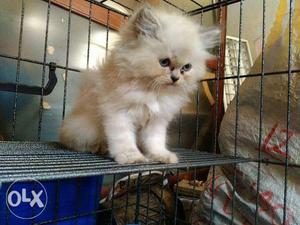 Cute Persian kitten for sale cash on delivery all