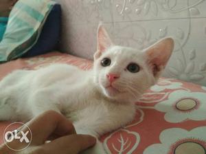 Cute little white cat