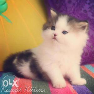 Doll face pure persian kitten for sale in all