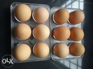 Domestic hens egg