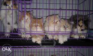 Double coated Persian kitten for sale cash on