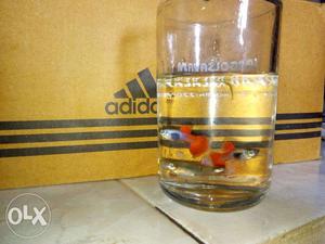 Dumbo Ear Platinum Red Tail guppy.(Pure Quality Breed)