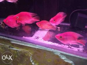 Fast fish available sector 22D. In Deepak fish aquarium shop
