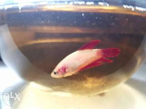 Female Betta fish Breathing quality 100rs