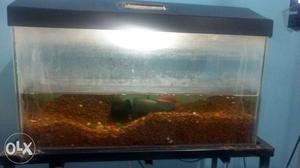 Fish Tank with 3 feet Stand, 2 fish and 1 tank cleaner fish