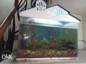Fish aquarium with water purifier