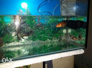 Fish tank with 2 koi fish. tank size 