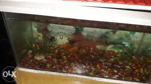 Fisht tank with oxygen machine & colourful stones