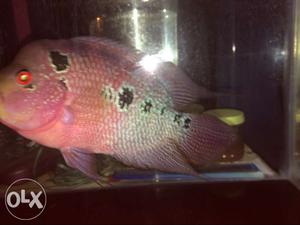 Flower horn fish 8 inch length gd color red