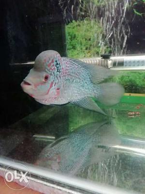 Flowerhorn fish 6.5inch