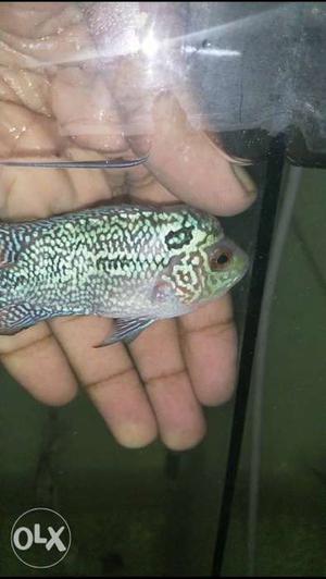 Flowerhorn for sale baby size WID visible head