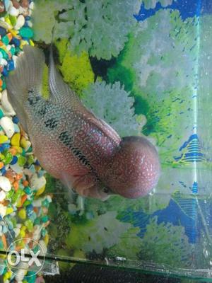 Flowerhorn humpty head 12inches so agressive only