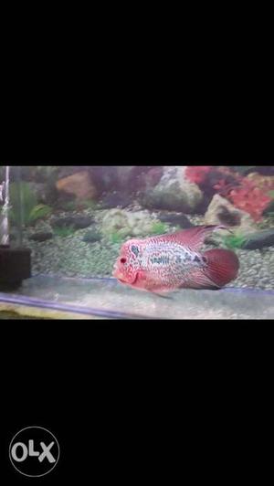 Flowerhorn magma with good color, fully active &