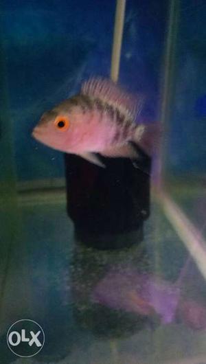 Flowerhorn pink fading started,, for sale