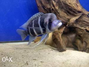 Frontosa Fish for Sale