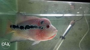 Full Aggresive red dragon flower horn confirm male...