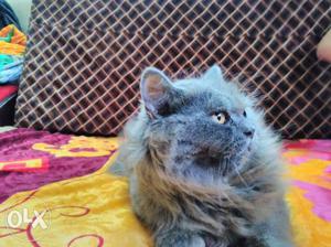 Full Grey Persian Male Cat Toilet Trained Very