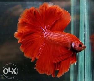 Full moon Betta fish red