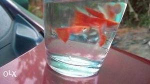Full red guppy 1st breed
