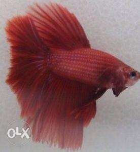 Full red male