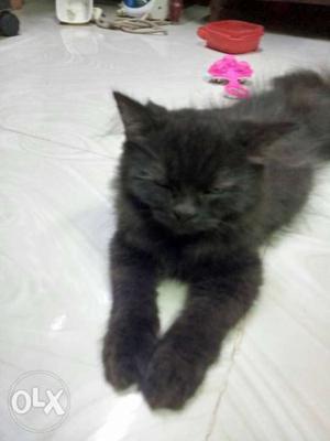 Fully black Persian cat female 3 month's old