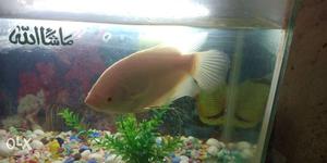 Gaint garomy fish 10inch long full active and