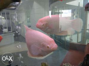 Giant Gourami Fish for Sell