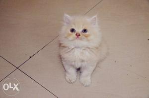 Ginger colored persian kitten