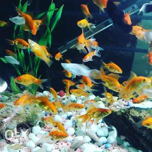 Gold fish 2to3 inch 15rs 4to5 inch 35rs koi carps 50rs