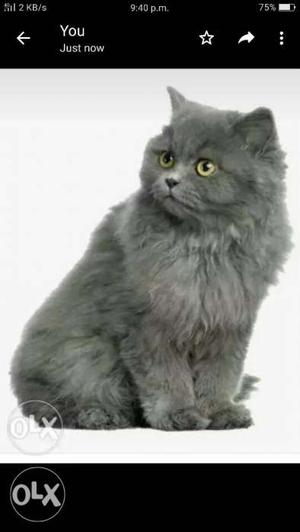 Gray And White Fur Cat