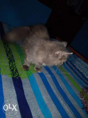 Gray and white Purshion Cat.