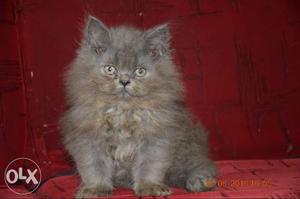 Gray colour double coated persian cat for sell negotiations