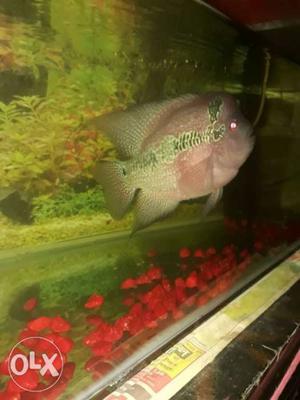 Green And Yellow Fish In Fish Tank