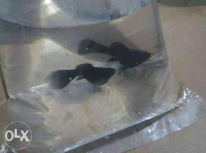 Guppy Tail Balloon Molly (female only)