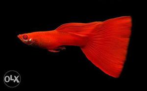 Guppy full red