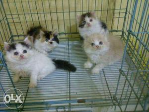 Healthy and Blue Eyes Persian kitten for sale